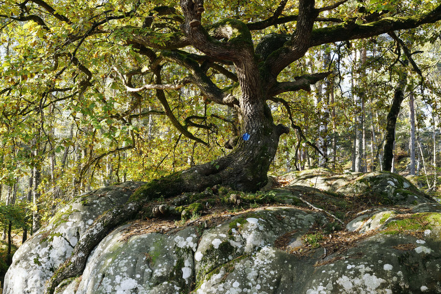 Sentier du Rocher Canon et de la Mare aux Evées - Fontainebleau Tourisme