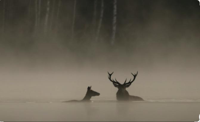Cinéma sous les étoiles : Le chant des forêts_Alba-la-Romaine