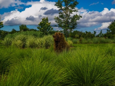 Pépinière Oleicole de la Vallée des Baux
