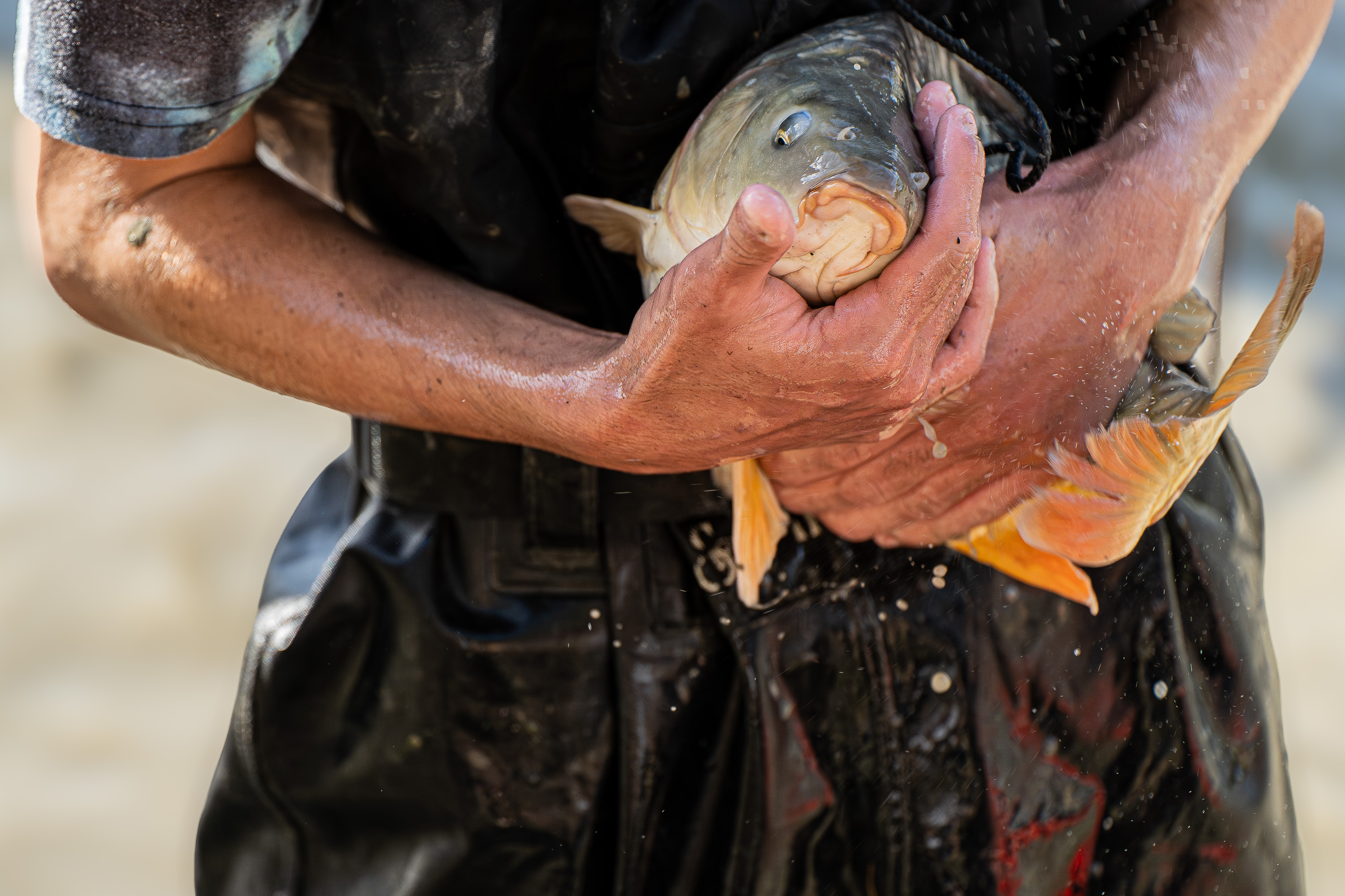 La carpe-Poissons de Dombes®