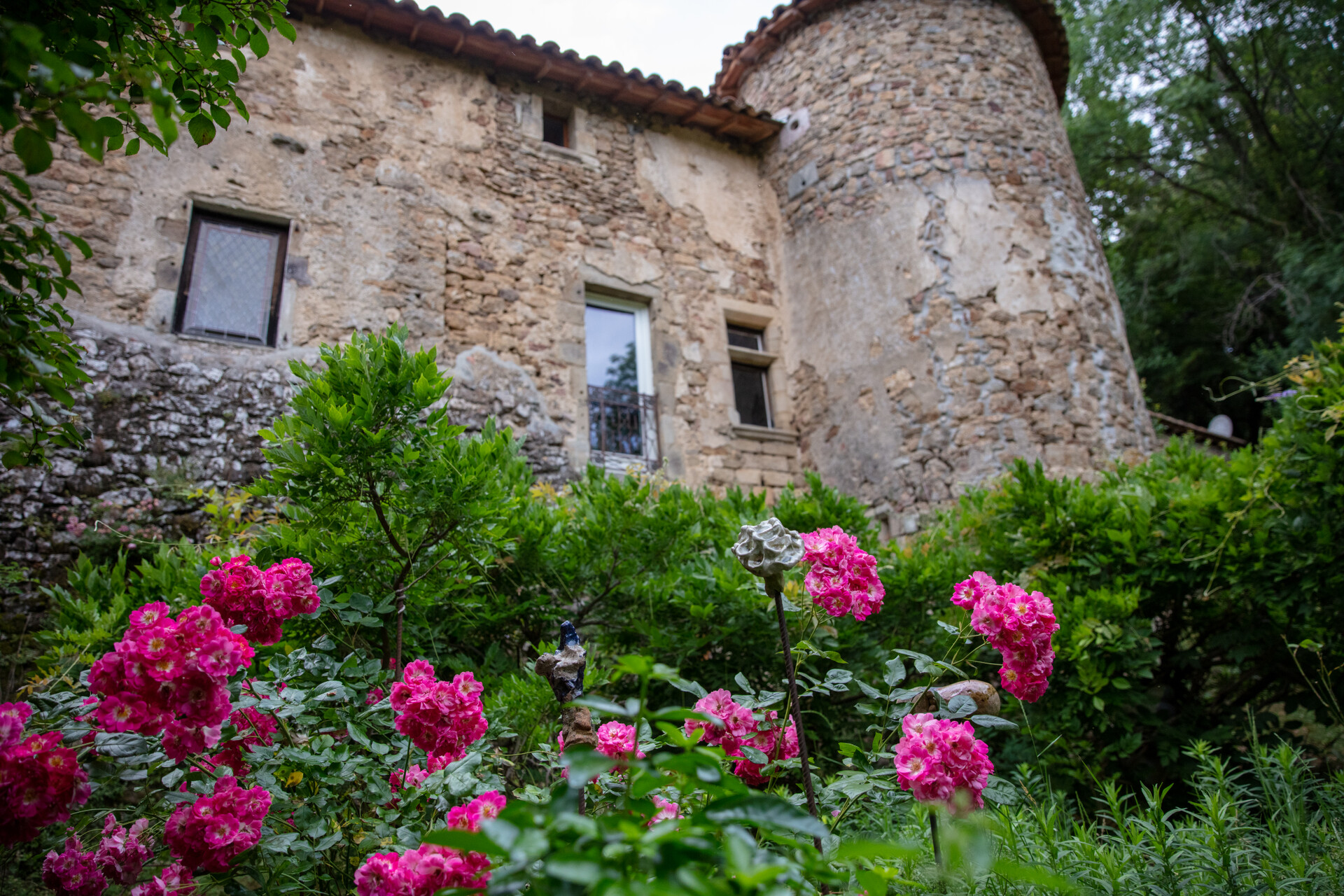 Fabras - Château du Pin - rosiers en fleurs