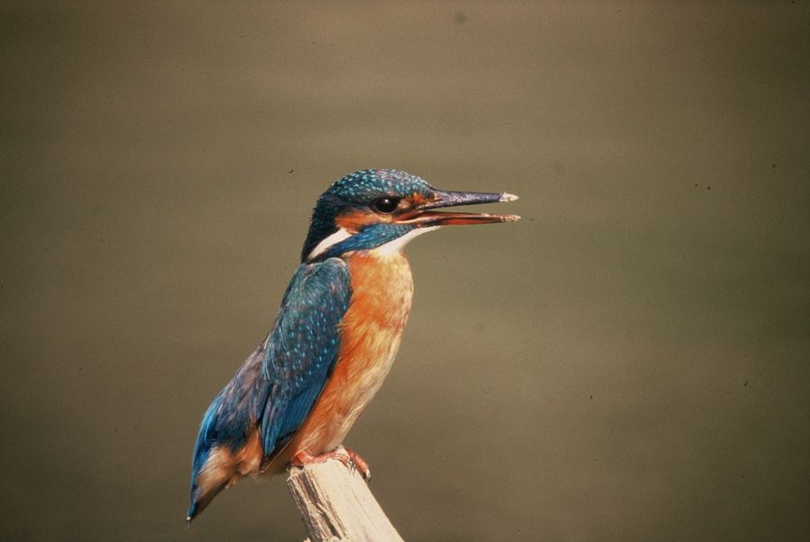 Faune réserve naturelle du marais de Lavours
