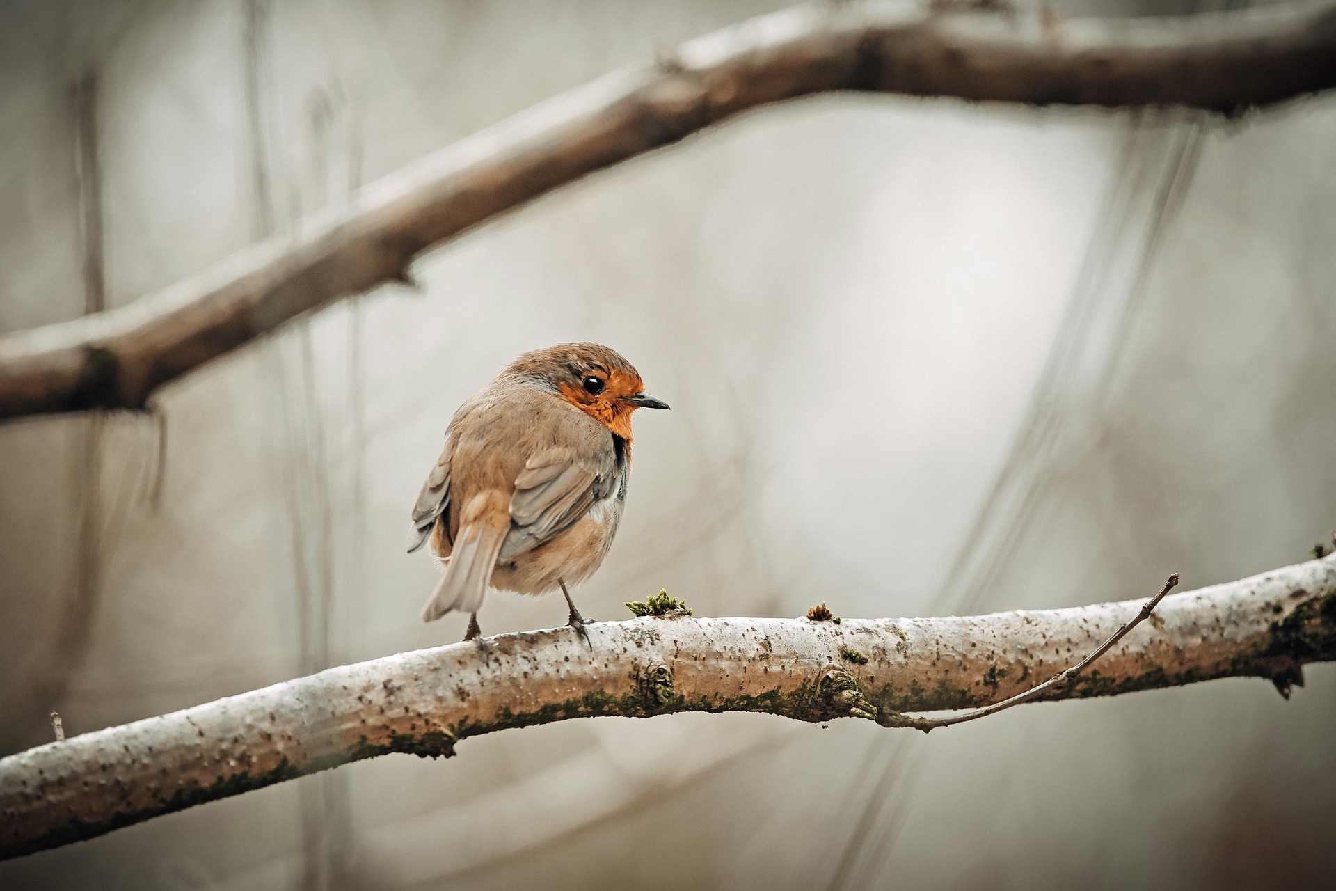 Oiseaux rouge gorge