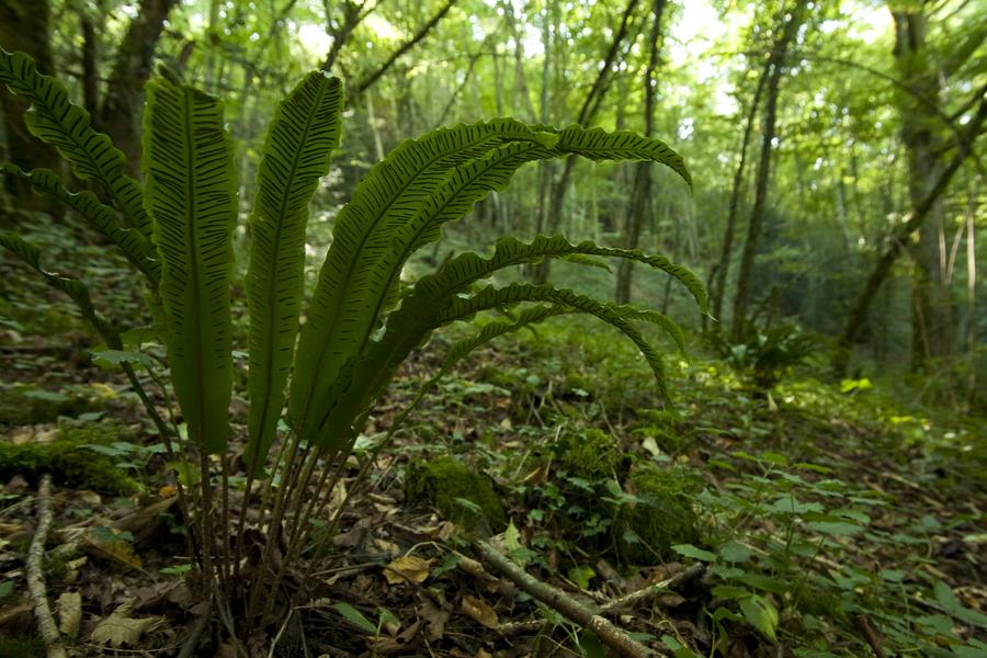 La Balme-les-Grottes - Balcons du Dauphiné