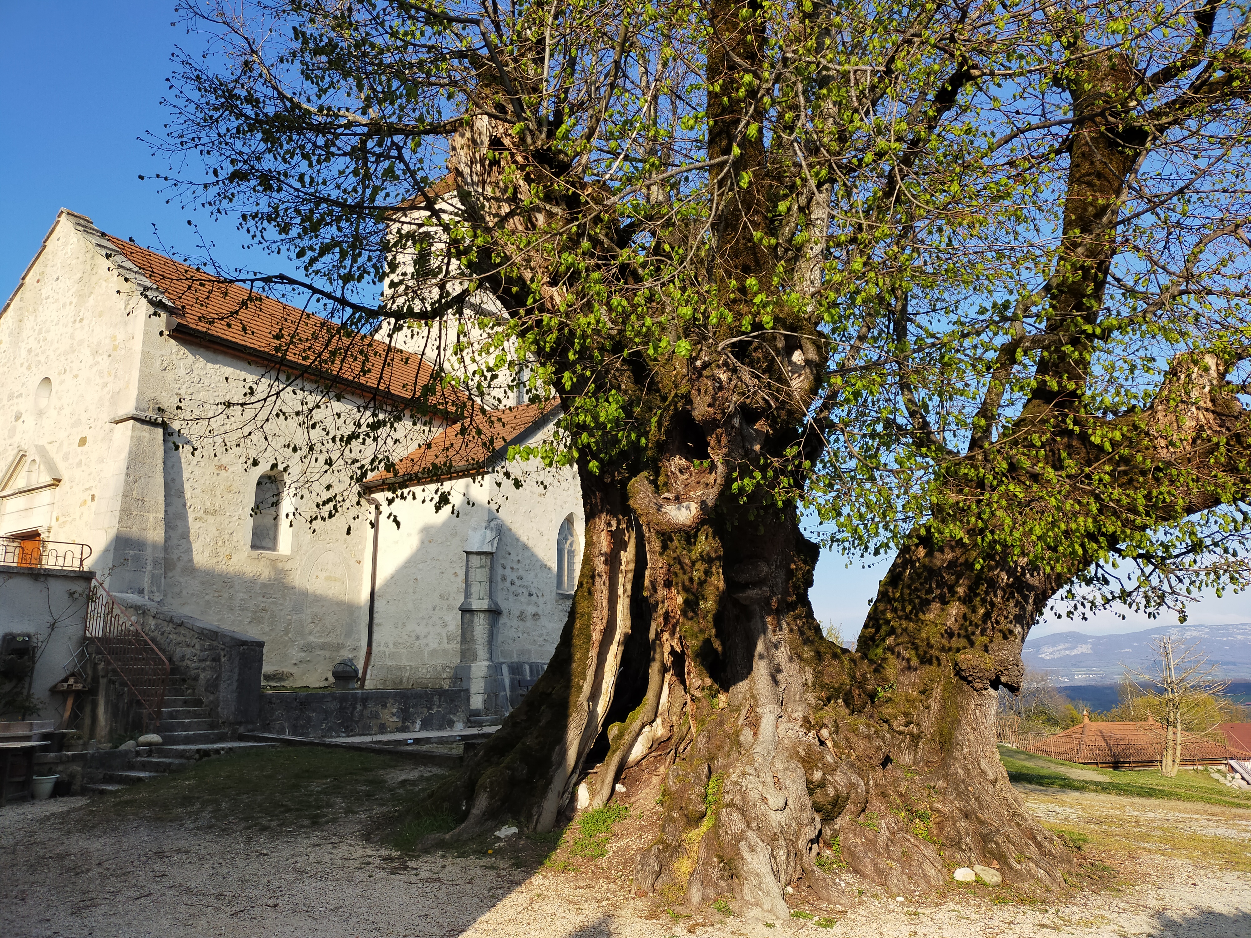 Parcours VTTAE 21 bleu - La Michaille / Vouvray - Espace FFC Ain Forestire