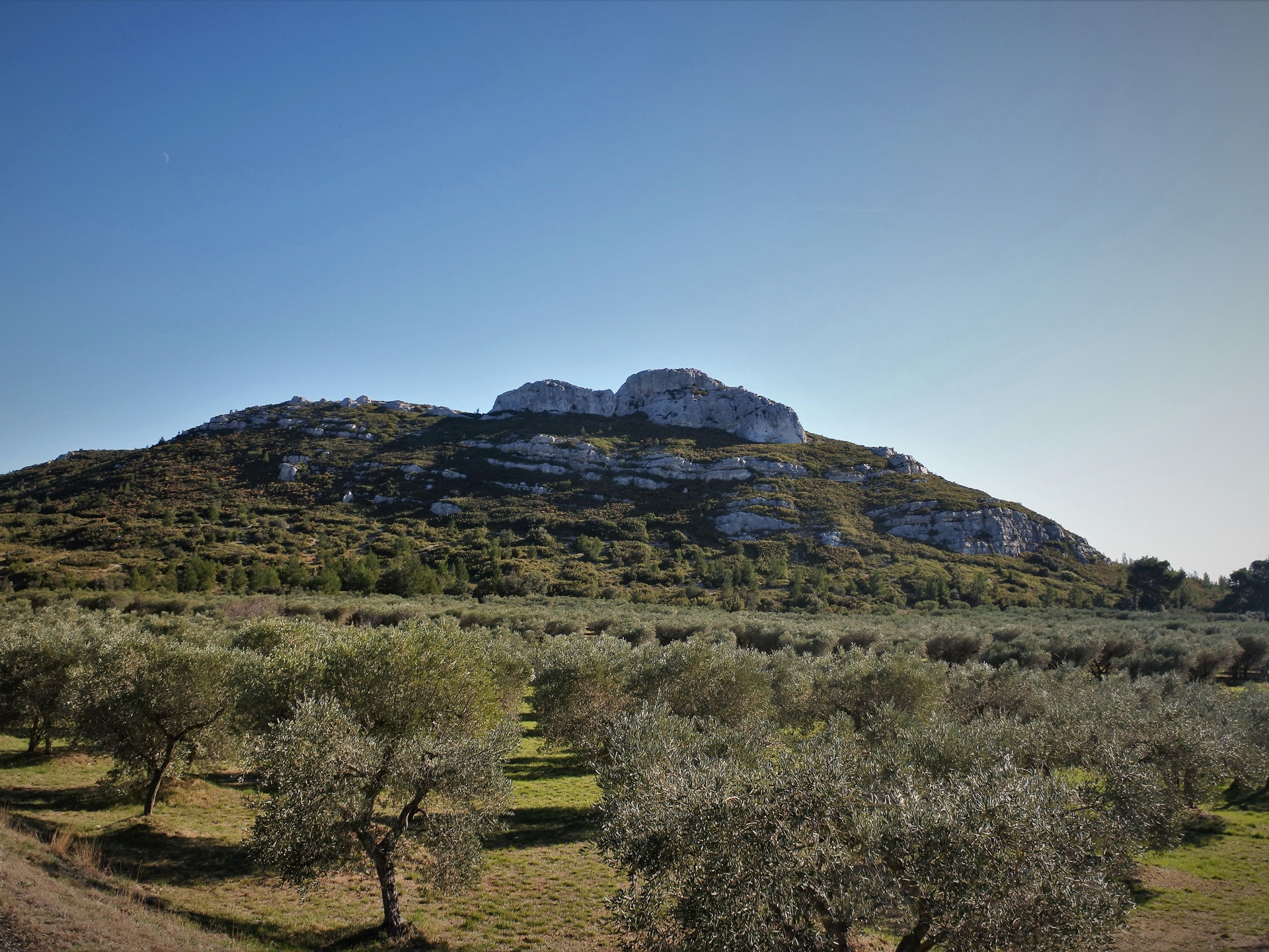 Le vignoble des Alpilles, rêve antique (Circuit 1 / Ouest)
