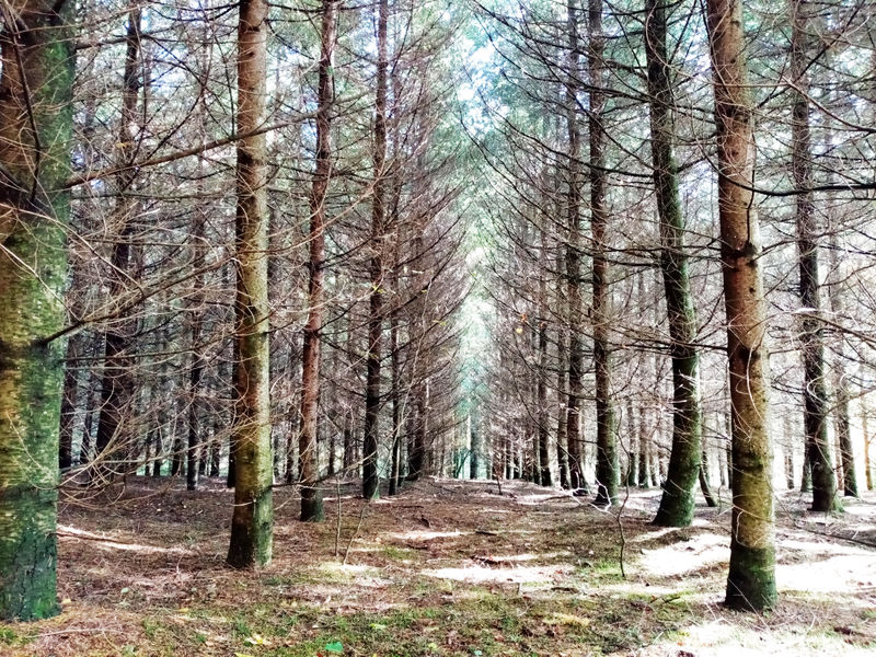 Forêt domaniale St-Amans-Valtoret