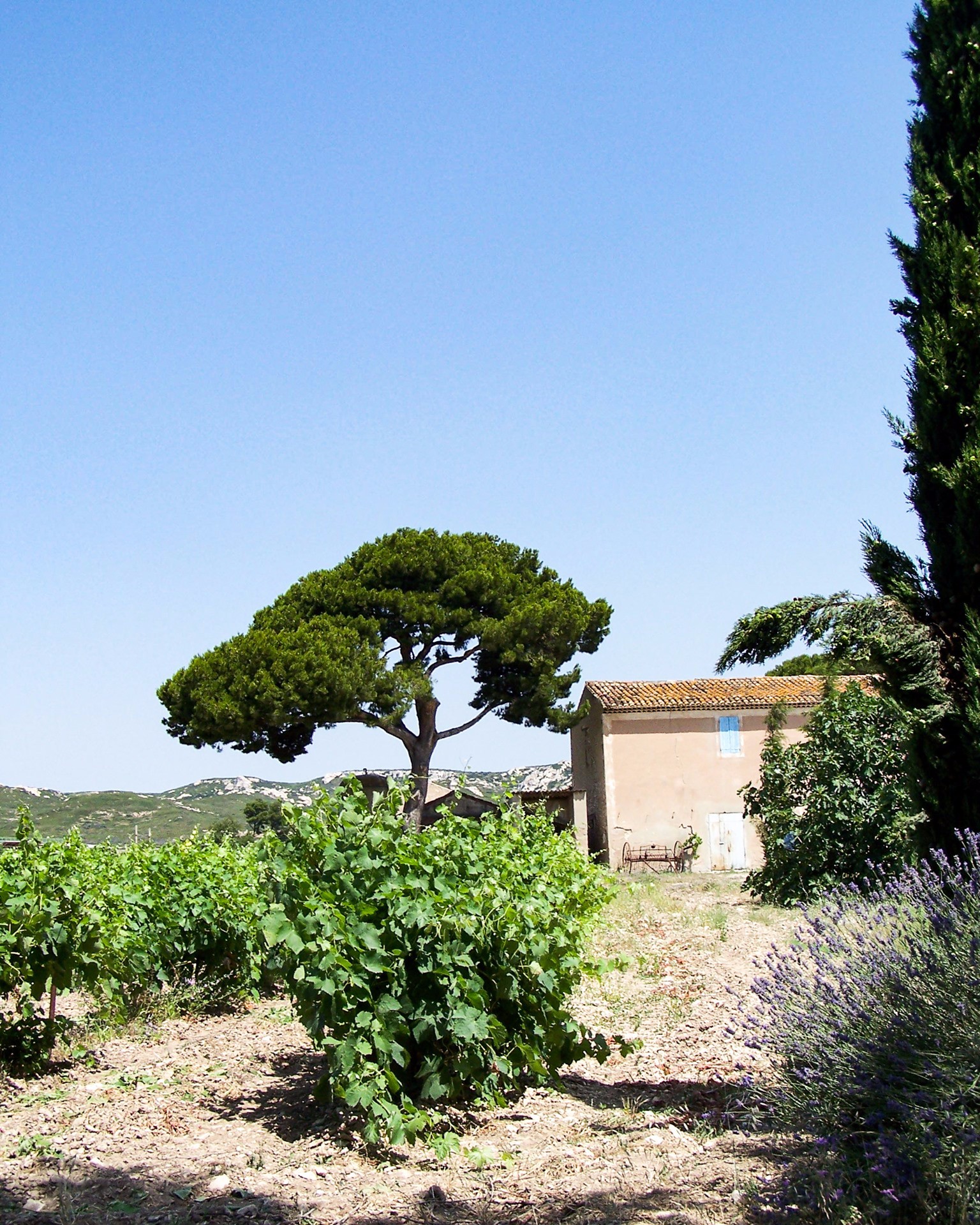 SCEA DOMAINE DE SURIANE, Saint-Chamas - photo 10