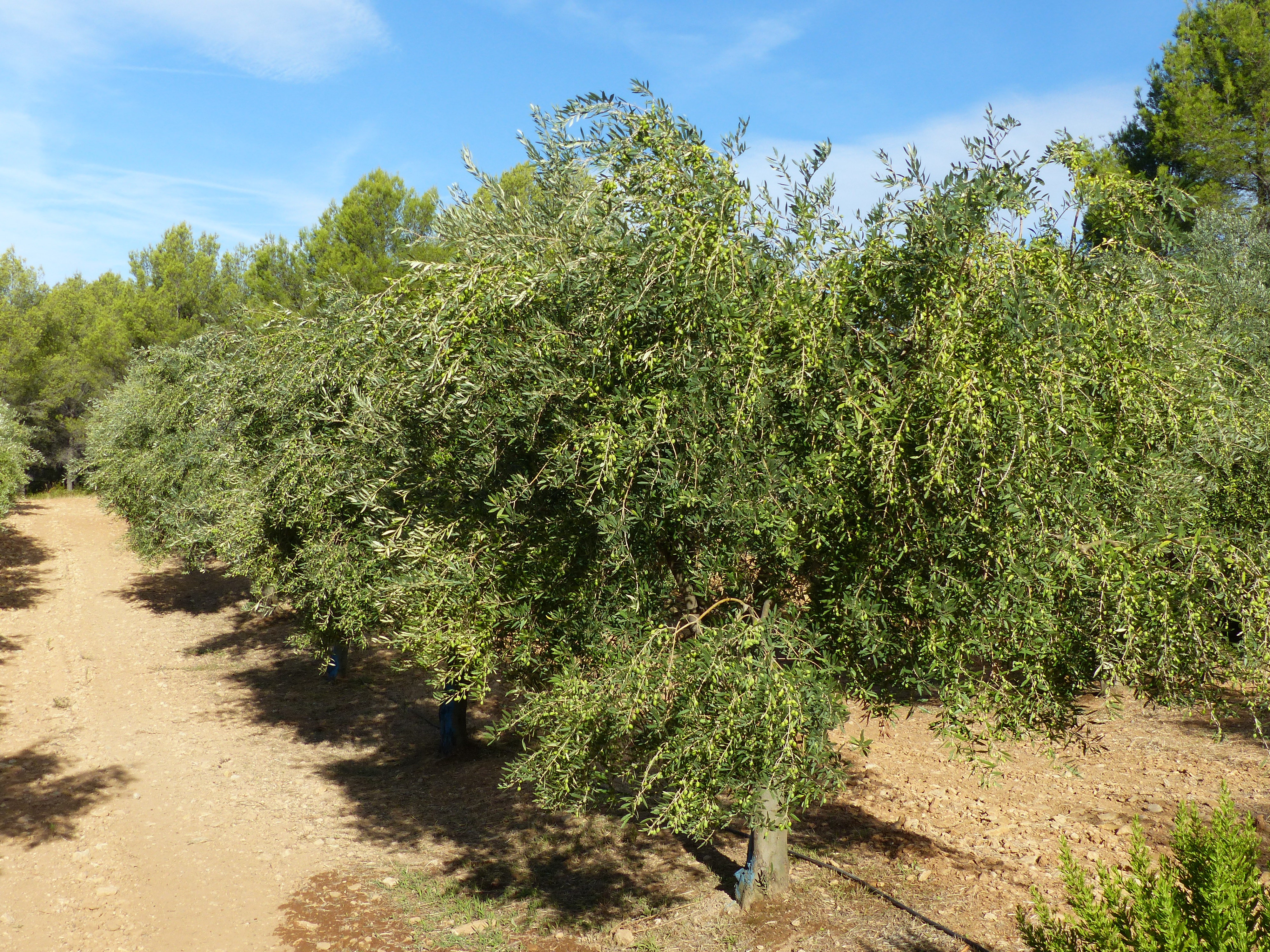 Domaine De L'Olivade — photo 3