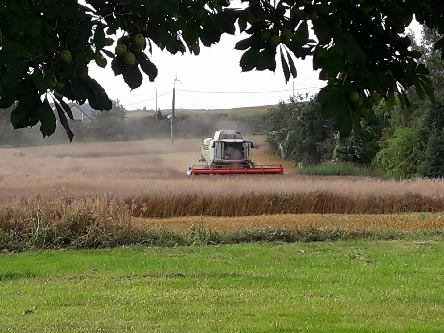 JOUR DE MOISSON VUE DEPUIS LE MARRONNIER