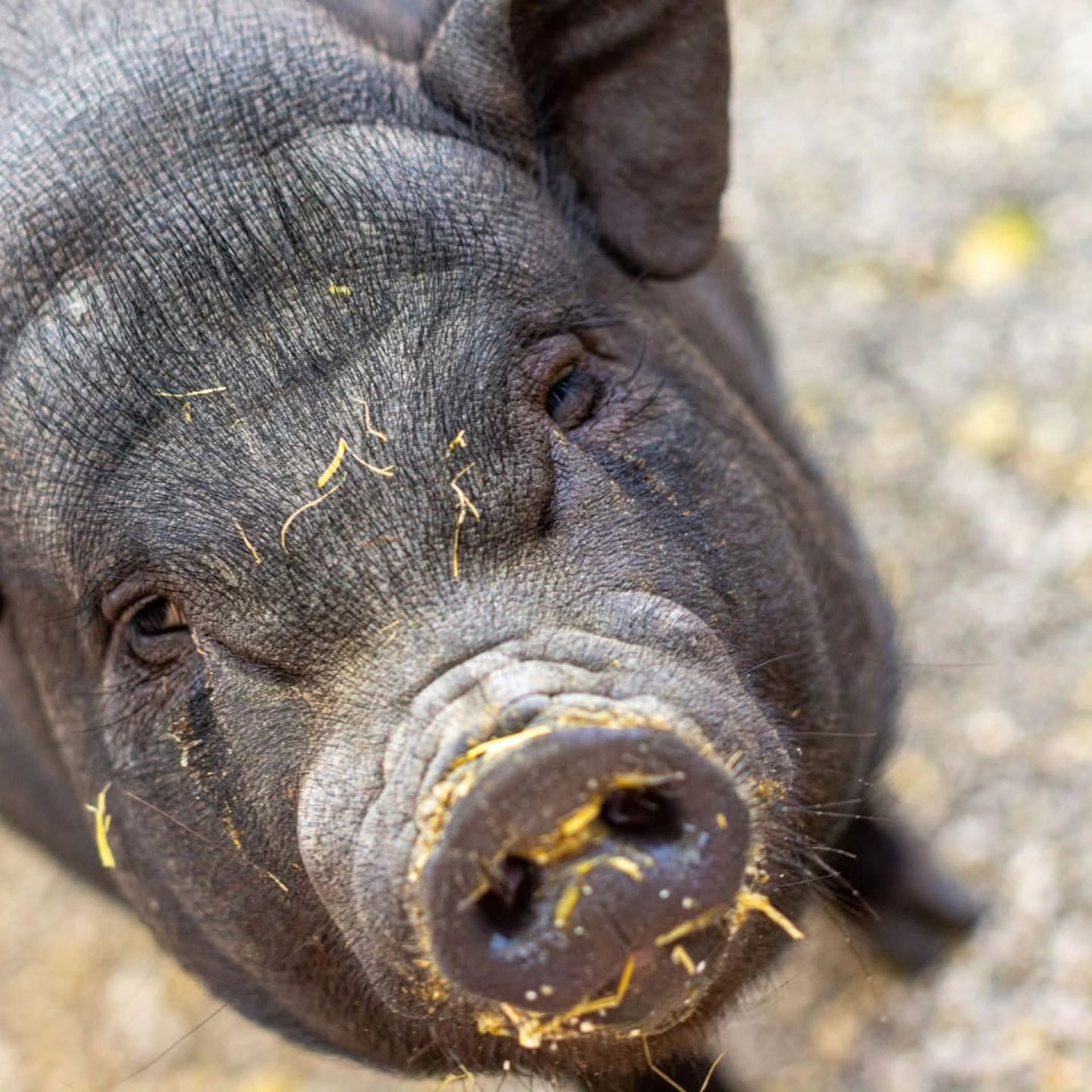 Ferme animalière d'Auriol, Auriol - photo 2