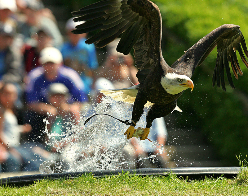 Grand vol des rapaces 