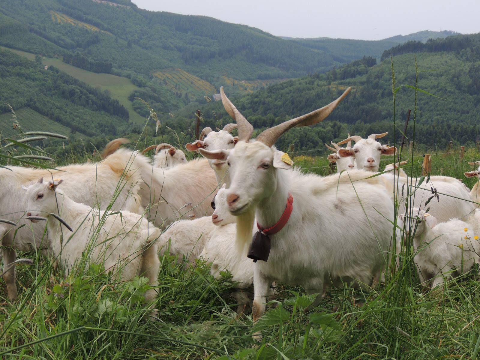 Vernay -La Ferme d'Amalthée