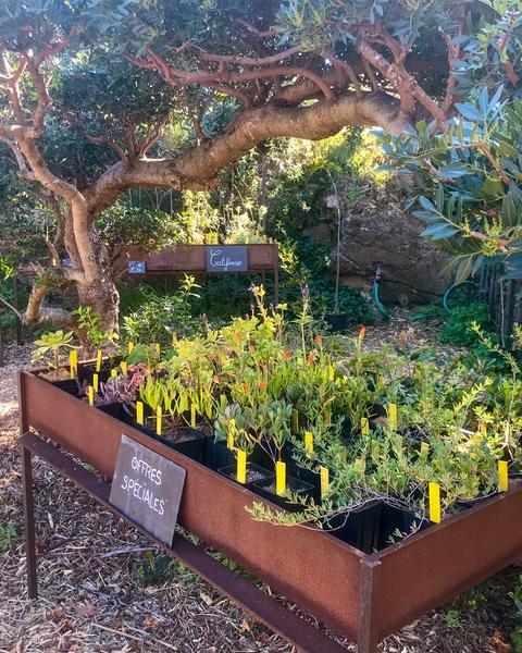 La pépinière du Domaine du Rayol_Rayol-Canadel sur Mer