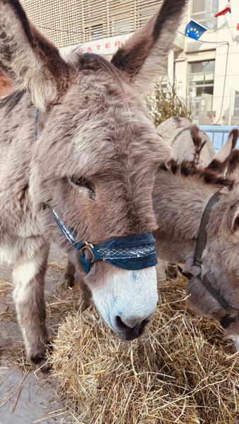 Avril en Famille: balade à dos d'ânes_Cavalaire-sur-Mer