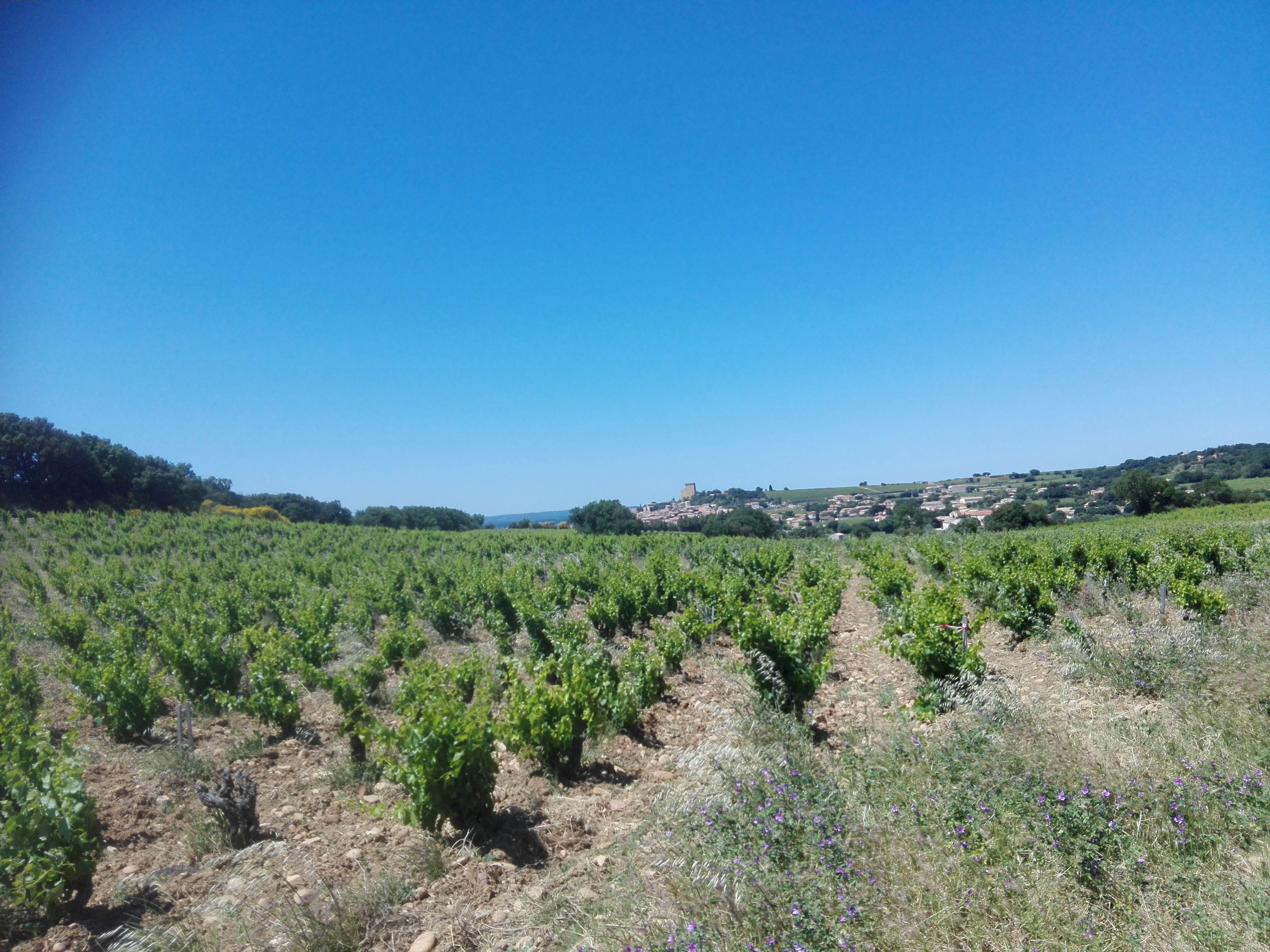 Vignobles de Châteauneuf