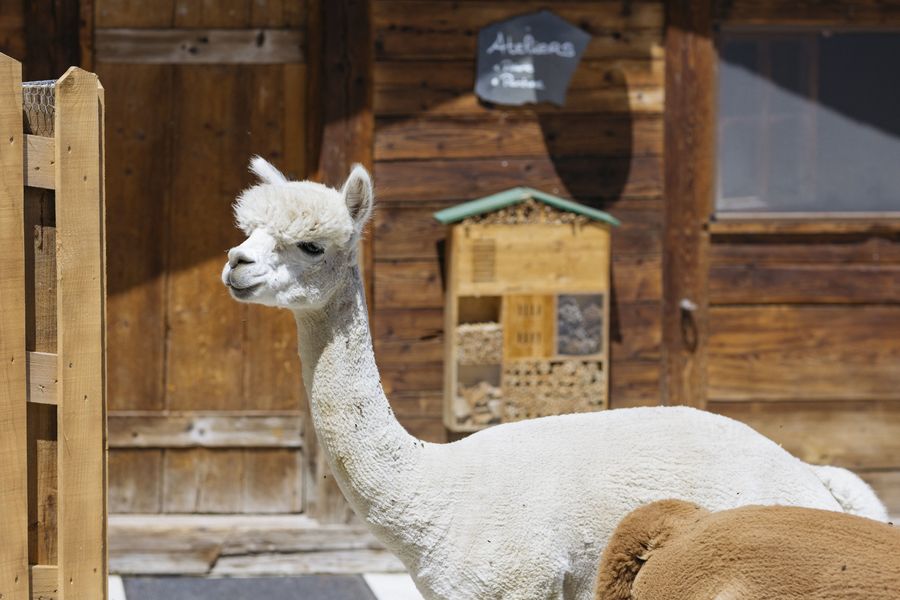 Alpaga