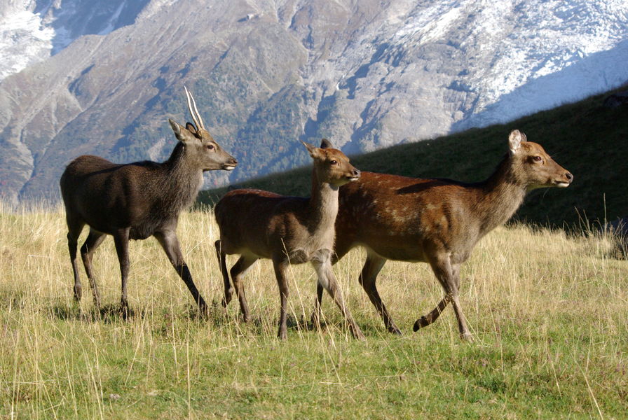 Parc animalier de Merlet