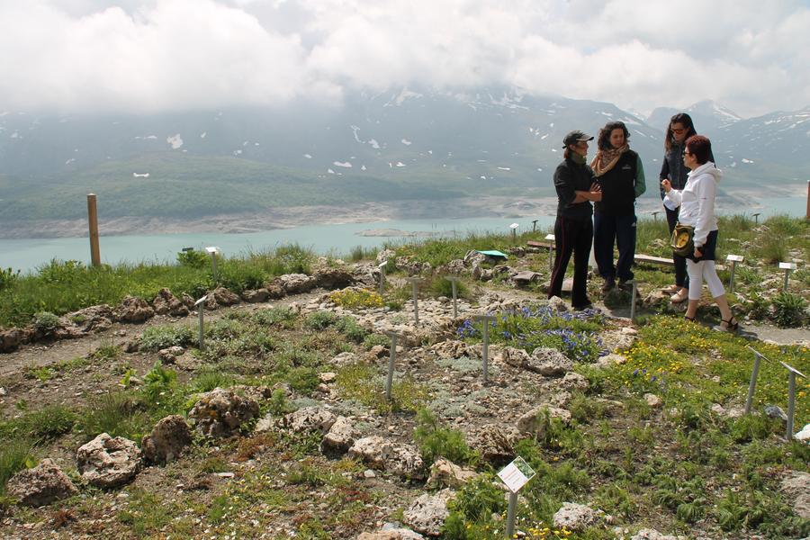 Jardin alpin du Mont-Cenis