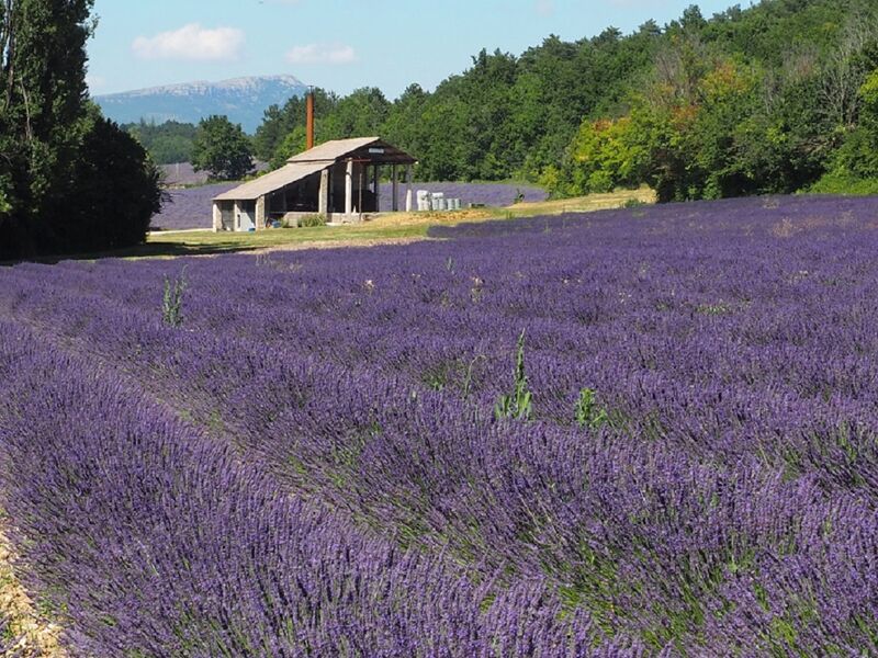 Distillerie du Vallon
