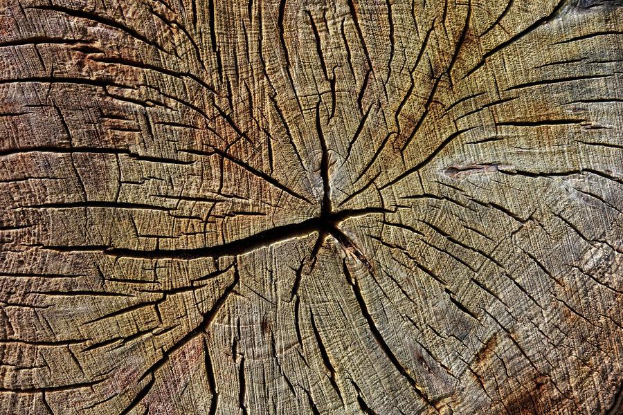 Tout en Bois