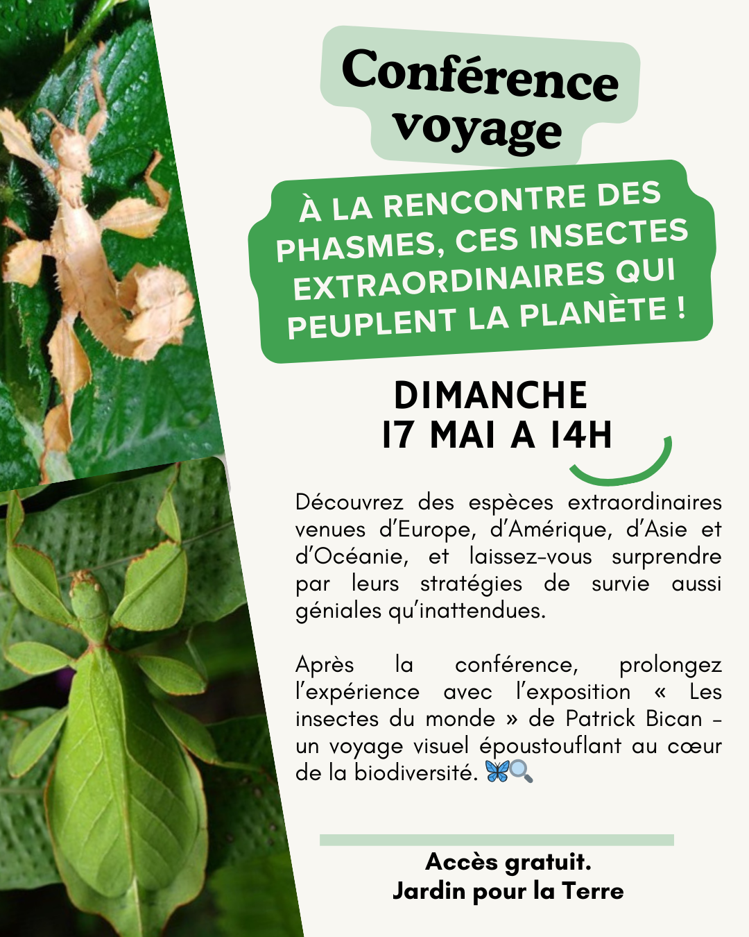 Conférence – A la rencontre des phasmes