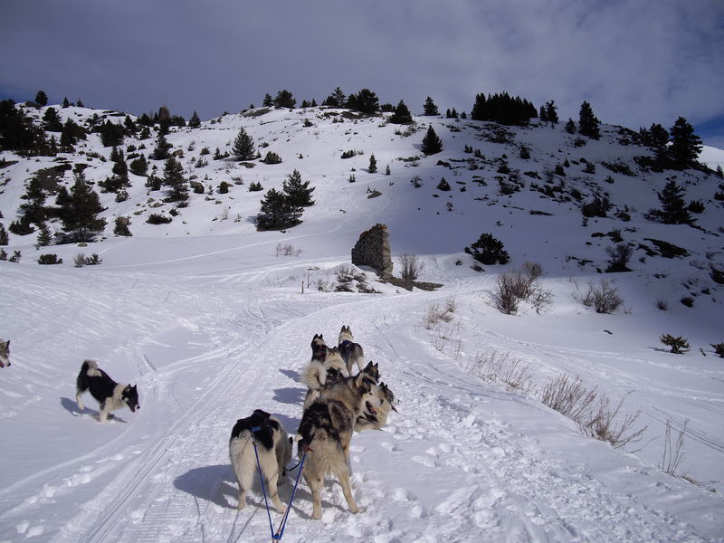 Chiens de traineaux