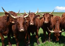 Vaches rouges en Cézallier à Brion