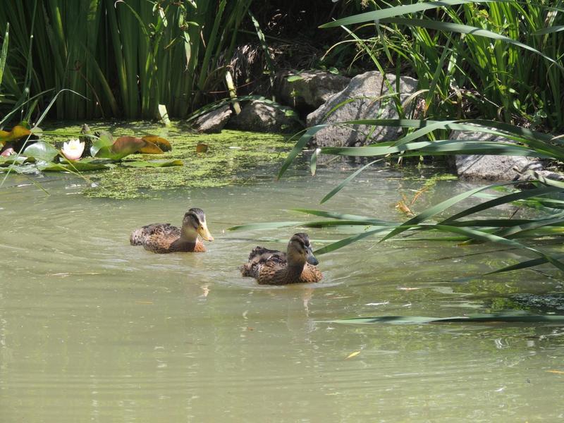 Grand gîte \'La Mamounière\' à St-Jean-la-Bussière - maison de vacances 4 chambres (Rhône, Beaujolais vert, Près du Lac des sapins) : Canards sauvages sur notre étang....