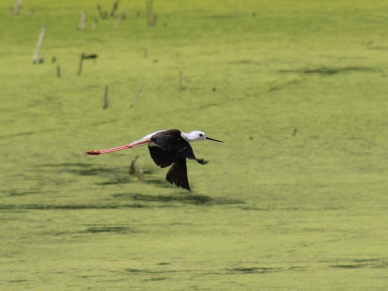 Visite guidée ornithologique à l’Écopôle du Forez_Chambéon