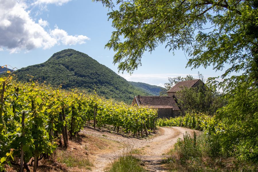 Sentier entre ruines et vignes Briord