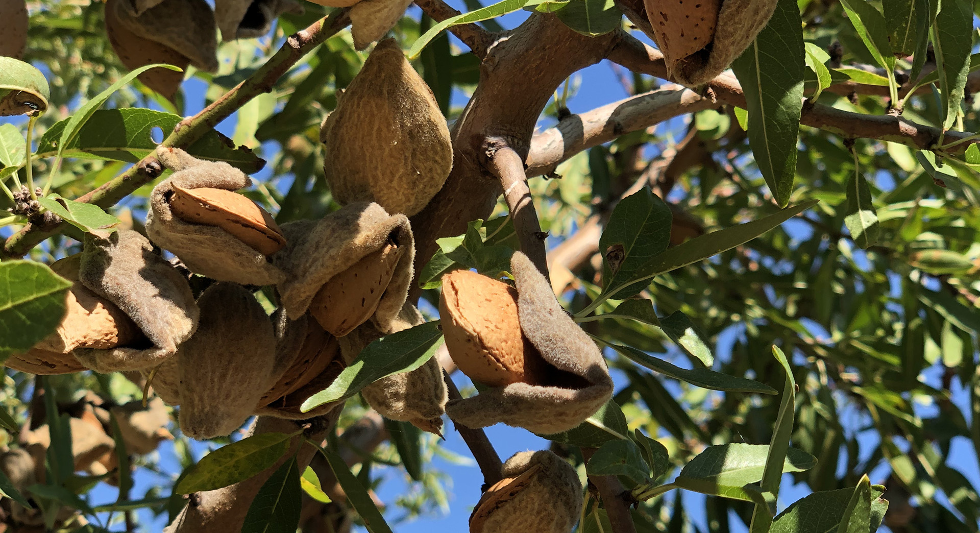 La Lieutenante - Huiles et Amandes - photo 3