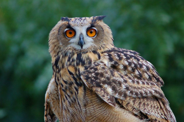 Grand vol des rapaces