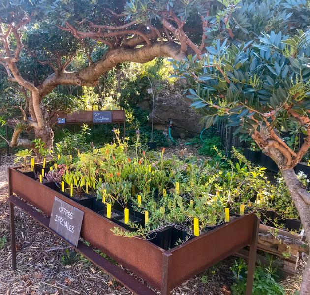 La pépinière du Domaine du Rayol_Rayol-Canadel sur Mer