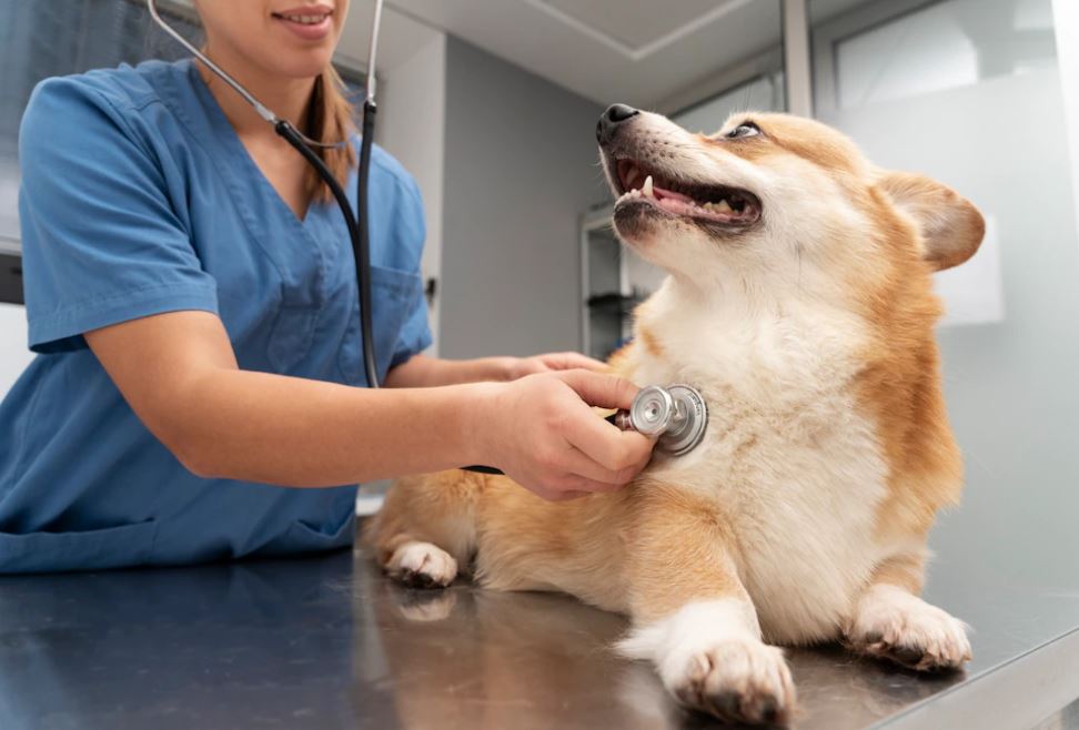 Clinique vétérinaire de l'Arsenal