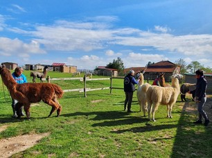 Lamas extérieur