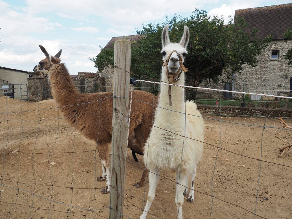 Lamas