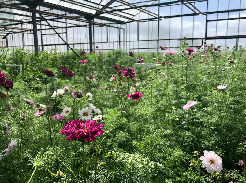 fleurs du chemin des fleurs