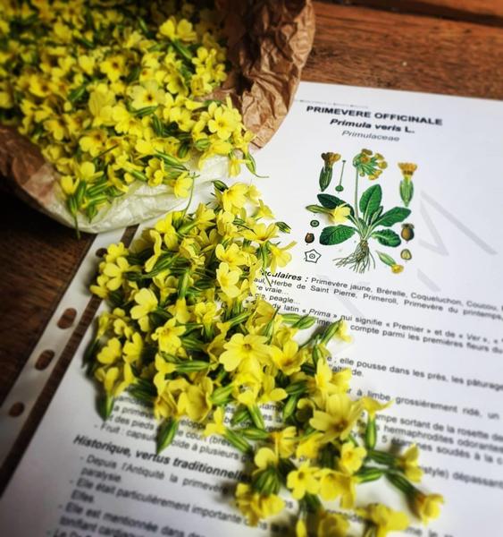 Randonnée Plantes sauvages et médicinales_Saint-Gervais-les-Bains