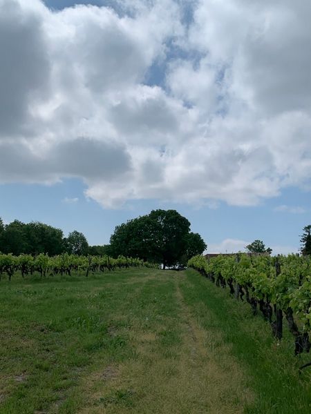 Domaine Marie Bauda