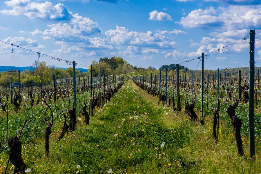 les vignes du Domaine Trichon dans le Bugey les vignes du Domaine Trichon dans le Bugey