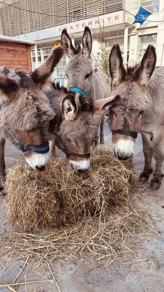 Avril en Famille: balade à dos d'ânes_Cavalaire-sur-Mer