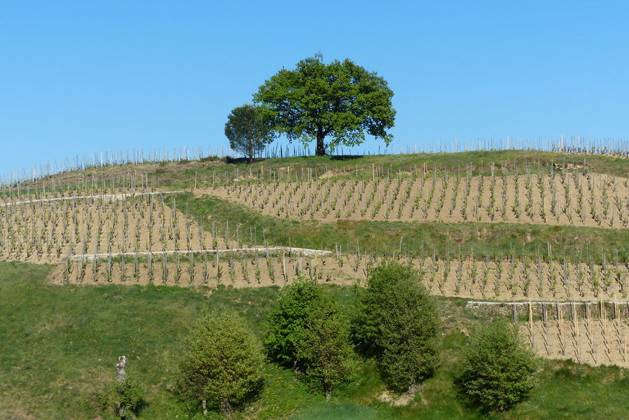 Domaine de la Côte St Epine