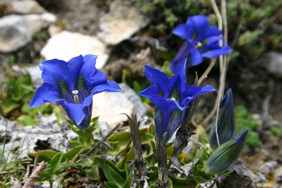 Les rando du Lavvu à La Norma