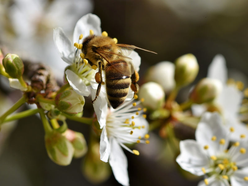Une abeille butinant des fleurs