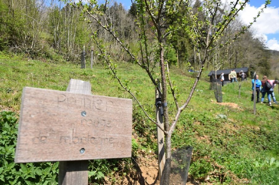 arboretum de Cambounès