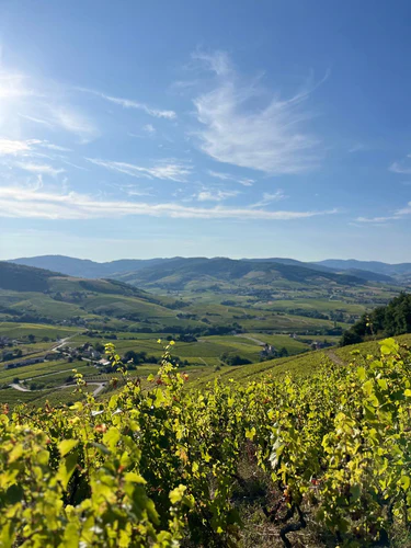 Balade Bucolique à Brouilly_Saint-Lager