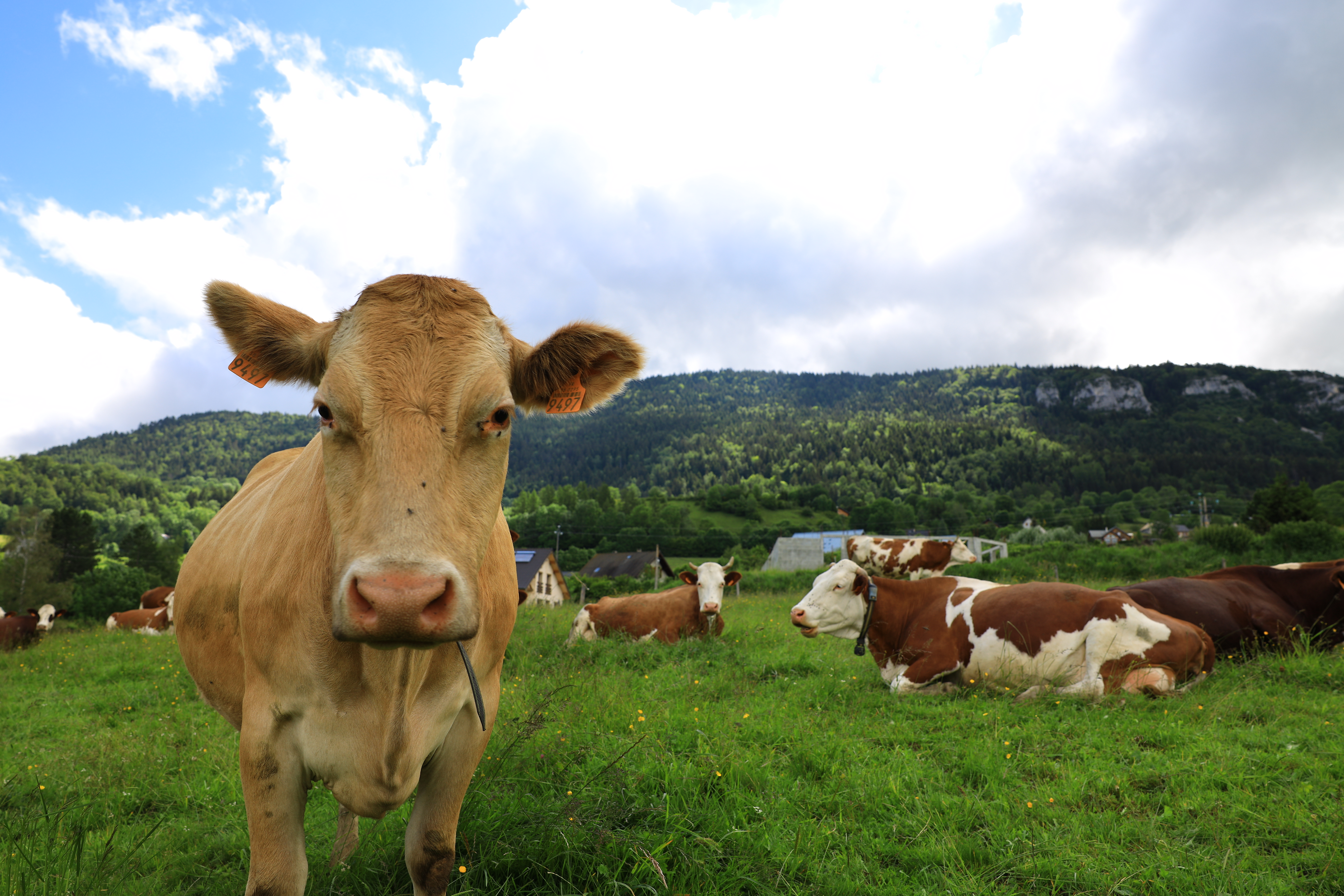 Vache villarde