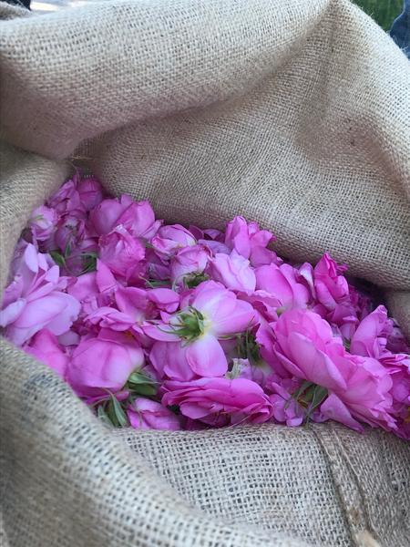 Les visite privées des champs de Fleurs, parfums d cela Cote d'Azur