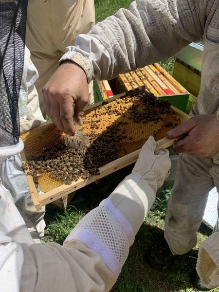 Entremonts et Abeilles - St Pierre d'Entremont